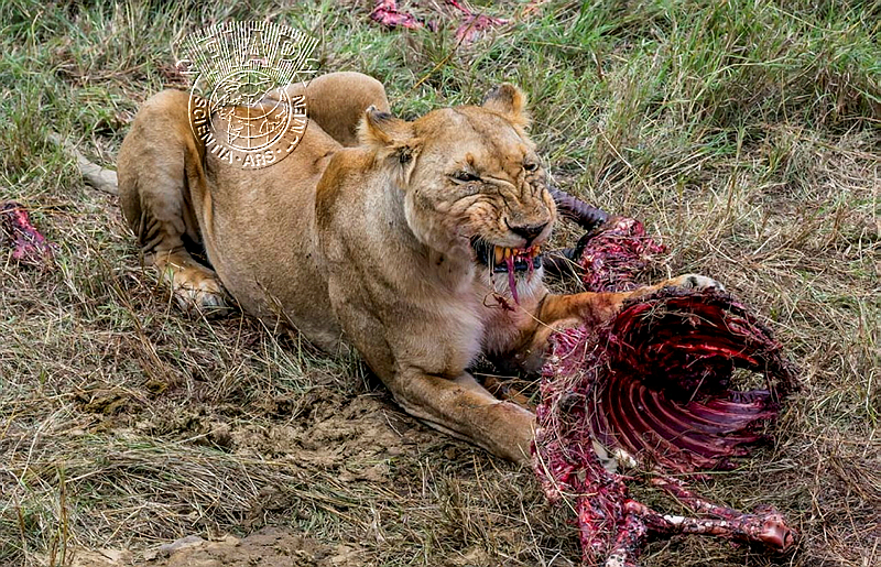 826_Corinne_Kozok_Eaten to the Bone Kenya.jpg