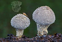 826_Dave_Bowen_Common Puffballs and Drone Fly.jpg