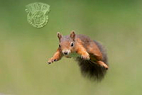 826_Graham_Pears_Leaping squirrel.jpg