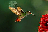 826_Helen_Otton_Rufous Tailed Hummingbird.jpg
