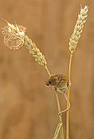 826_Janice_Clark_Harvest Mouse on Dried Corn.jpg