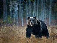 826_Joan_Sheppard_Brown Bear Finland.jpg