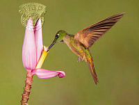826_Tim_Hearn_Fawn Breasted Brilliant Hummingbird.jpg