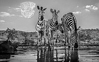840_Angela_Poggioni_Close up Zebras.jpg
