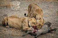 840_Angela_Poggioni_Lions vs Warthog.jpg