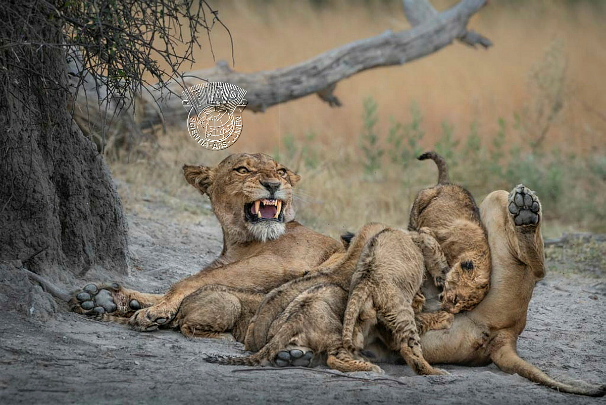 840_Angela_Poggioni_Nursing Five Cubs.jpeg.jpg