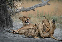 840_Angela_Poggioni_Nursing Five Cubs.jpeg.jpg