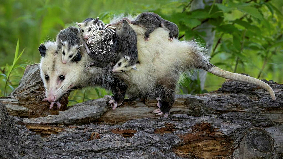 840_Donald_DeDonato_Passel of Possums.jpg