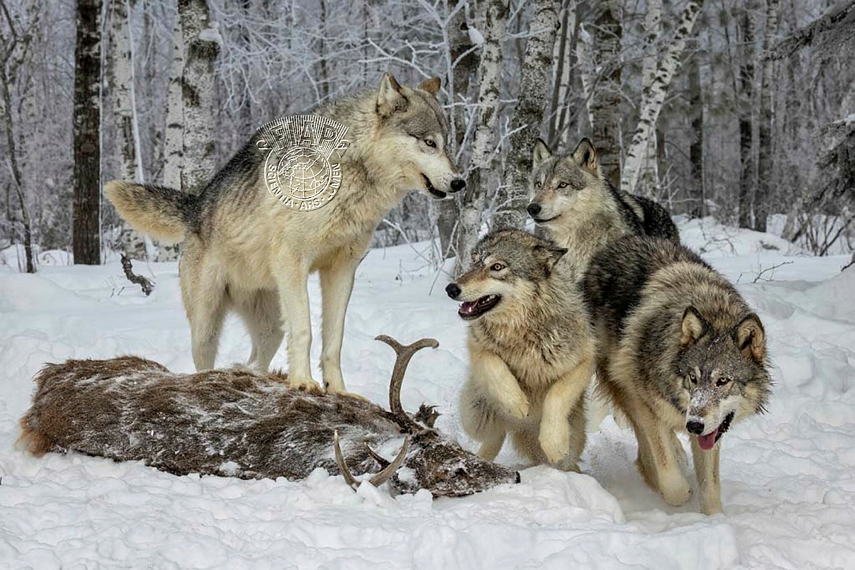 840_Donald_DeDonato_Wolf Pack and Carcass.jpg