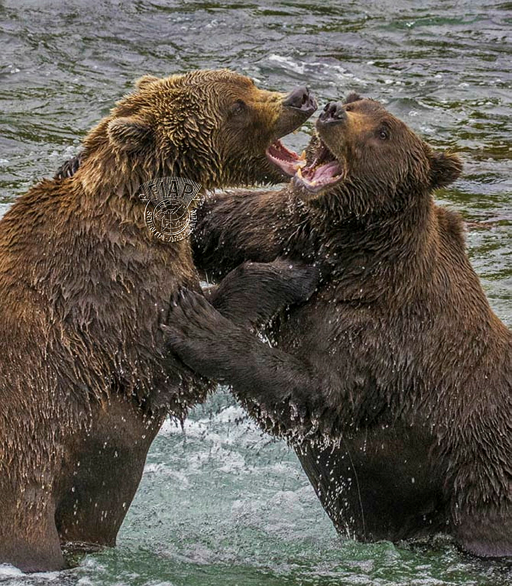 840_Gerald_H_Emmerich_Jr_Katmai Struggle.jpg