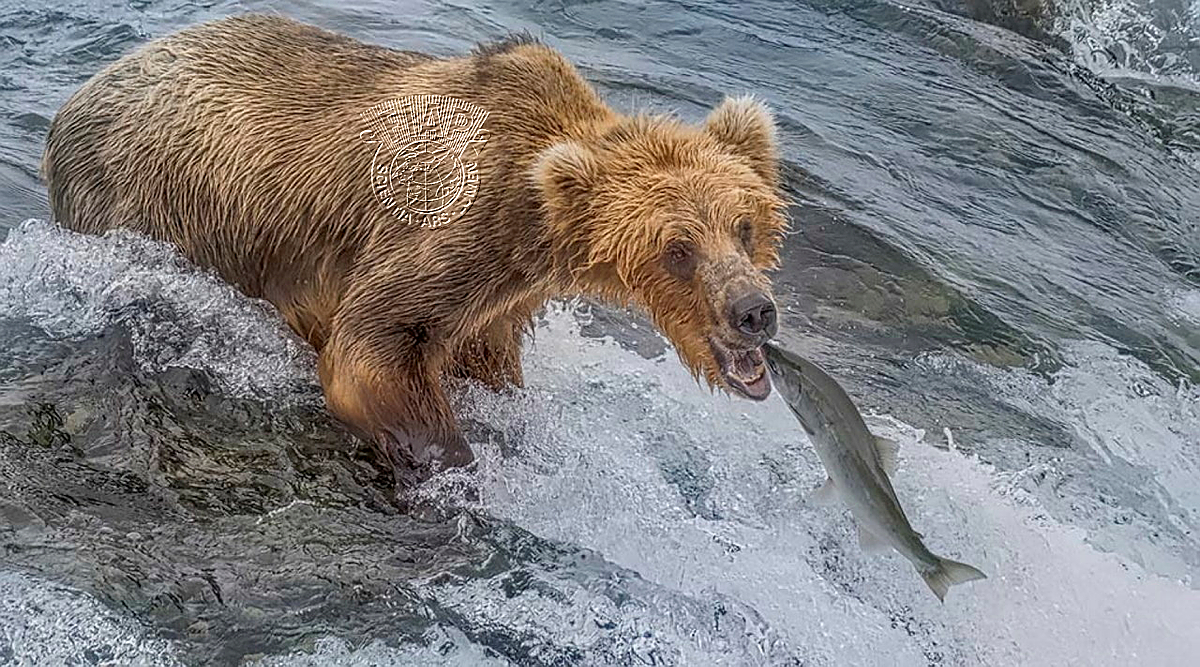 840_Hai_Ngo_Bear Fishing Salmon.jpg