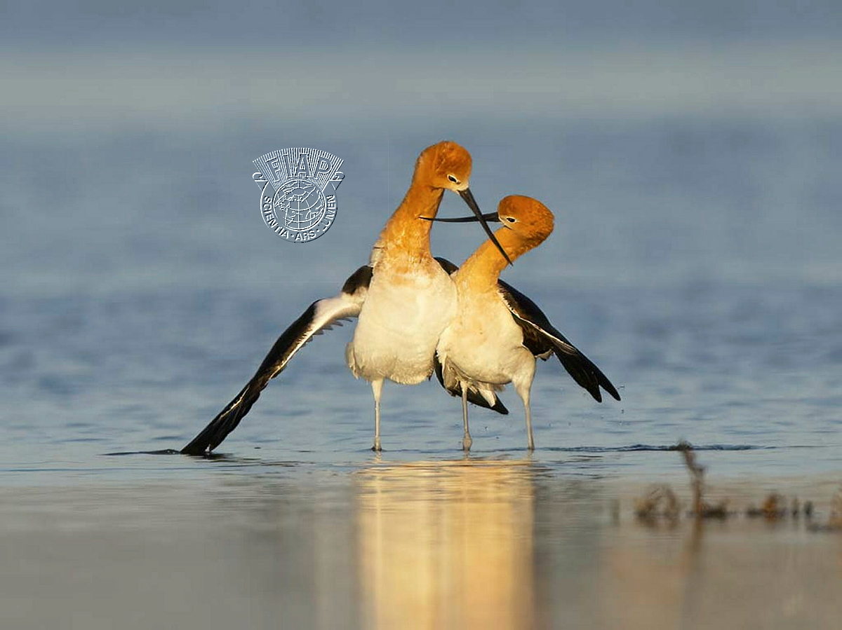 840_Hai_Nguyen_Avocet 2.jpg