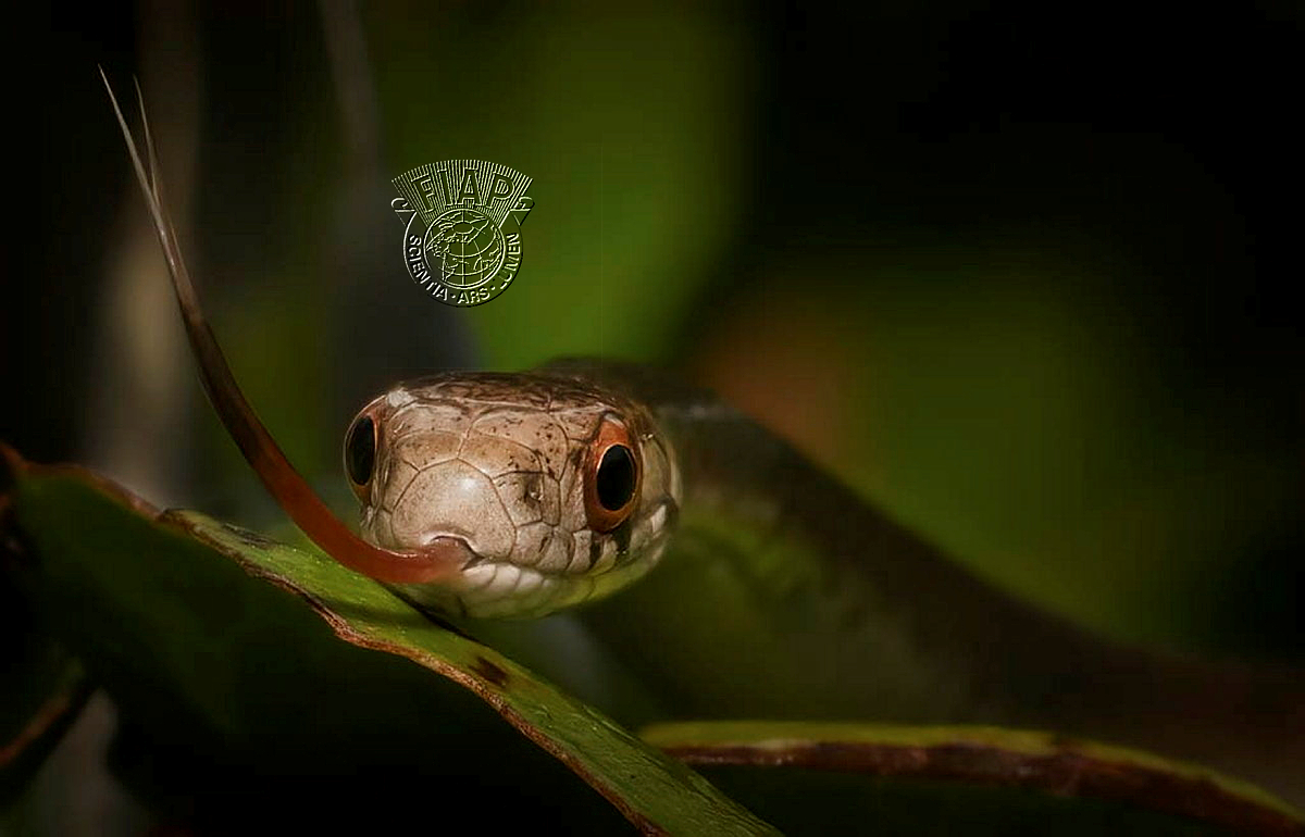 840_Inge_Vautrin_Snake Eyes.jpg