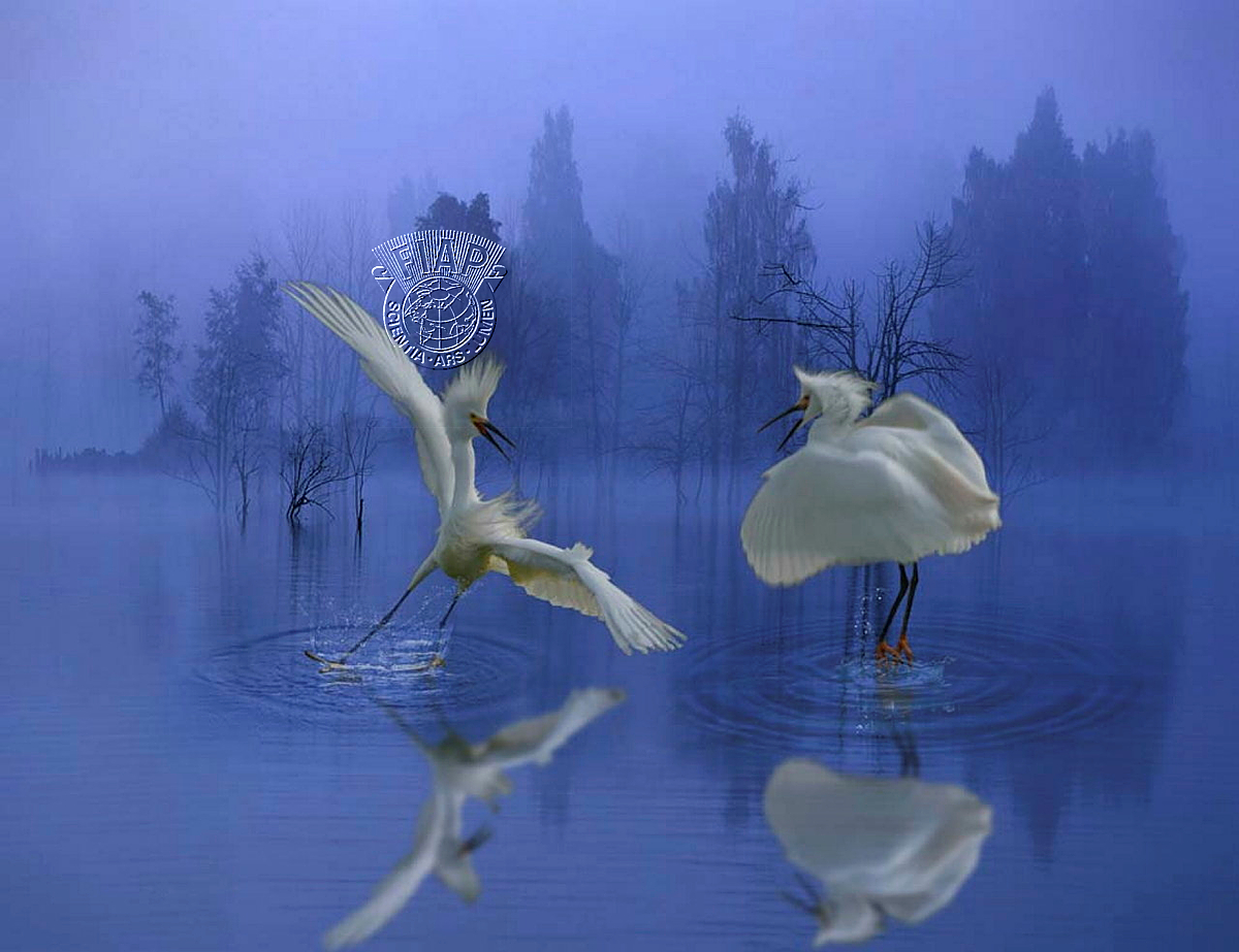 840_Jiahong_Zeng_Fighting Egrets.jpg
