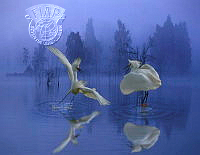 840_Jiahong_Zeng_Fighting Egrets.jpg