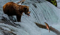 840_Jie_Fischer_Grizzly bear catch fish.jpg