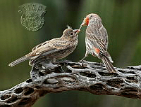 840_Larry_Cowles_Father Feeding Baby Finch.jpg