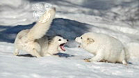 840_Larry_Tho_Dao_White Foxes Fight.jpg