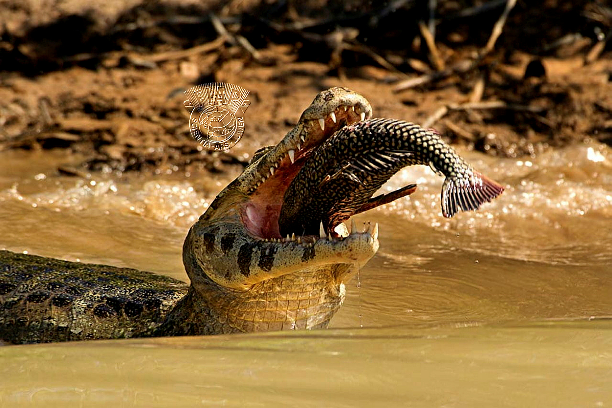 840_Lillian_Roberts_Caiman w Fish 11.jpg