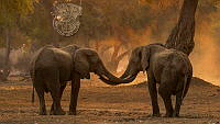 840_Lillian_Roberts_Tuskers Reaching Out to Each Other.jpg