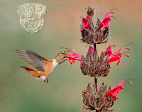840_Thanh_Lam_Male Hummingbird Taking A Sip.jpg