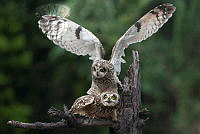 8501_Chin Chen_Lin_Short-eared owl.jpg