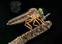 8501_Hsiao-Ti_Chen_Robber fly.jpg