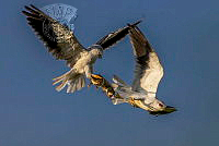 8501_Kuei-Lan_Chiu_Black winged kite airborne2.jpg