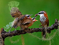 8501_Mei-lan_Lin_Taiwan Scimitar Babbler 2.jpg