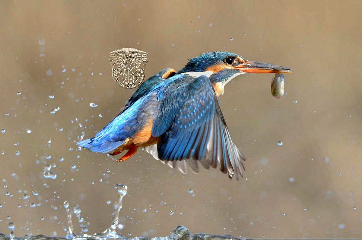 950_Allan_Donaldson_Kingfisher.jpg