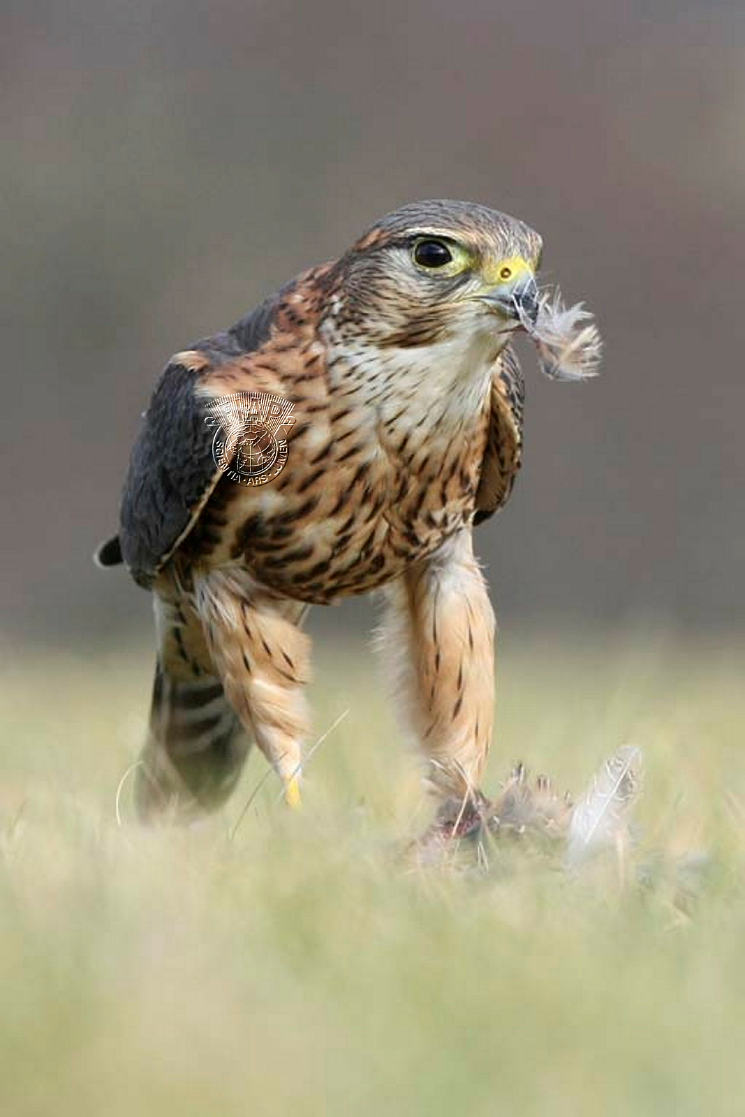 950_Allan_Donaldson_Merlin On Prey.jpg