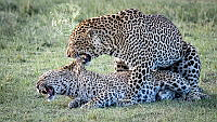 950_Andrew_Hayes_Mating Leopards.jpg