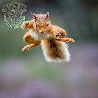 950_Bill_Terrance_Flying Squirrel.jpg