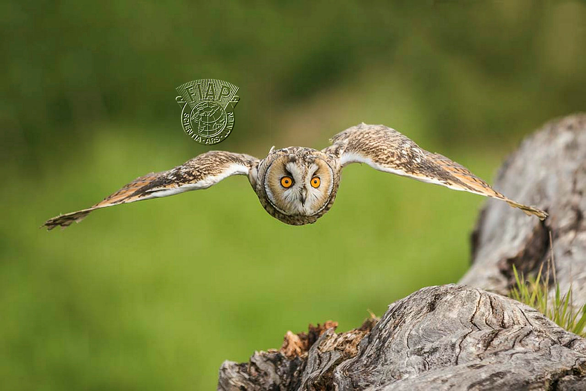 950_David_Halliburton_Long Eared Owl.jpg