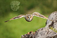 950_David_Halliburton_Long Eared Owl.jpg
