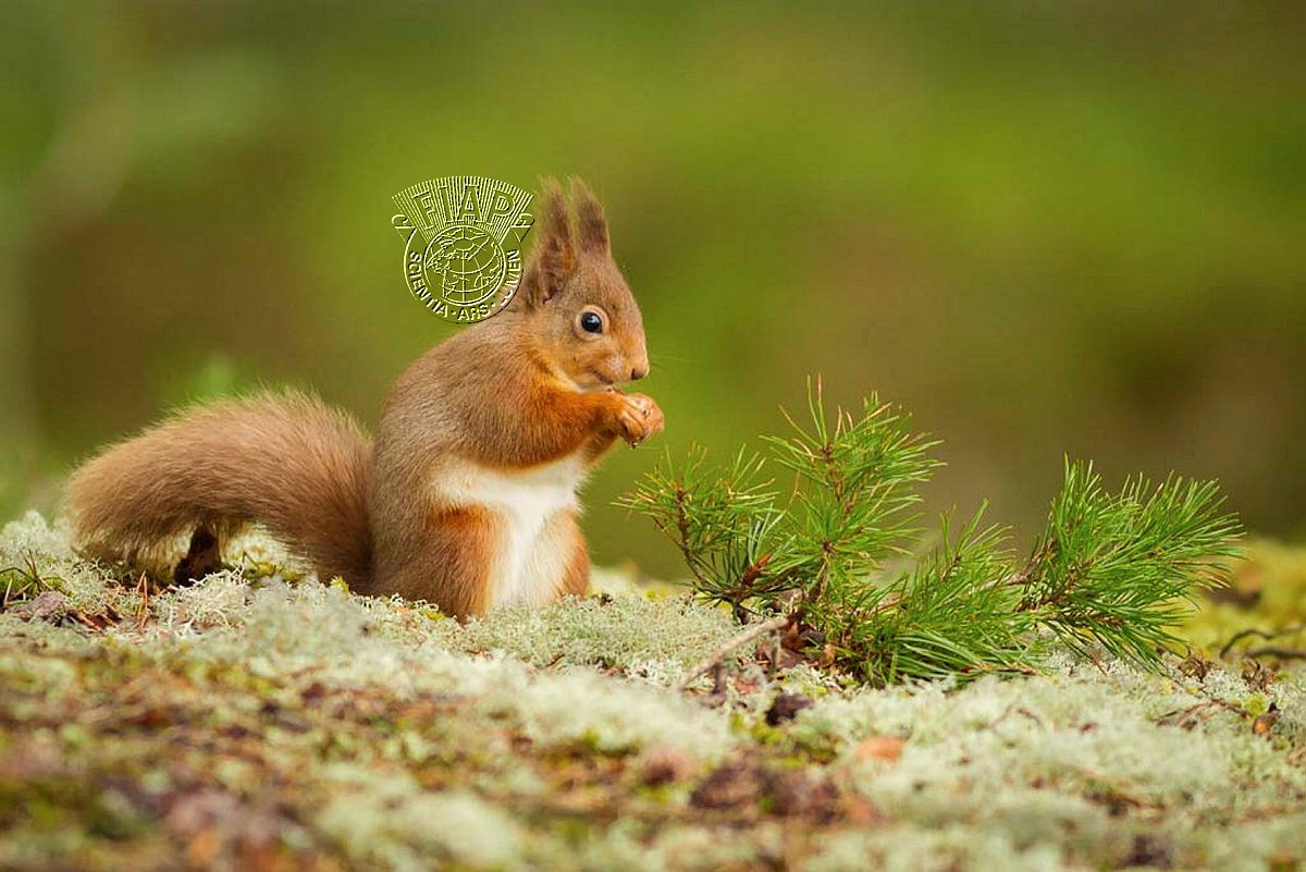 950_David_Halliburton_Red Squirrel.jpg