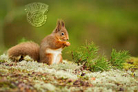 950_David_Halliburton_Red Squirrel.jpg