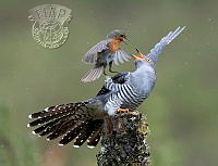950_Iain_McFadyen_Cuckoo vs Robin.jpg
