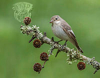 950_Iain_McFadyen_Female Pied Flycatcher.jpg