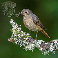 950_Iain_McFadyen_Redstart.jpg