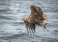 950_James_Moir_Sea Eagle With Fish.jpg