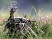 950_Margaret_Lothian_Grouse.jpg