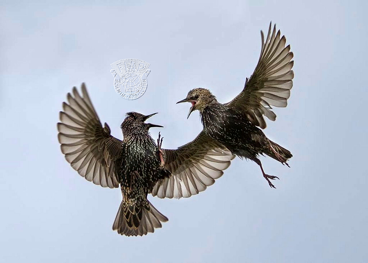 950_Mary_Gibson_Starling Aggression.jpg