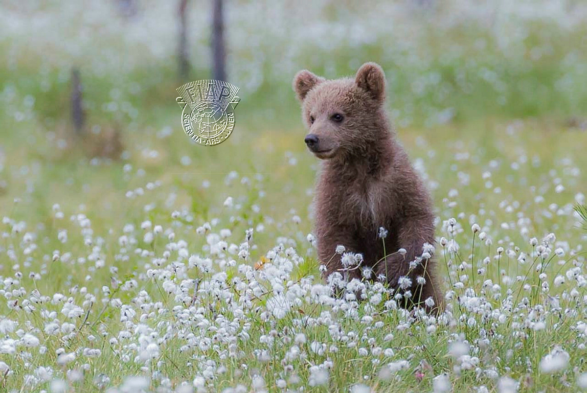950_Robert_Humphreys_Bear cub in cotton grass.jpg