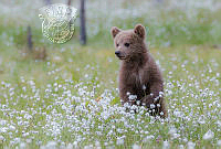 950_Robert_Humphreys_Bear cub in cotton grass.jpg
