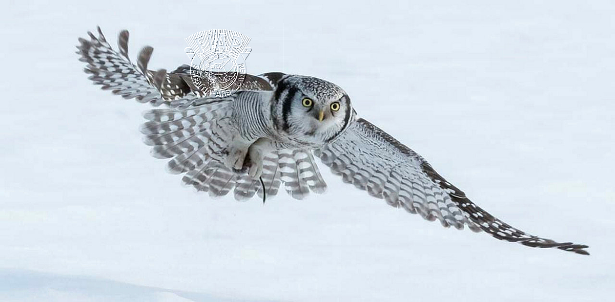950_Robert_Humphreys_Hawk Owl Hunting.jpg