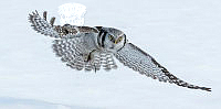 950_Robert_Humphreys_Hawk Owl Hunting.jpg