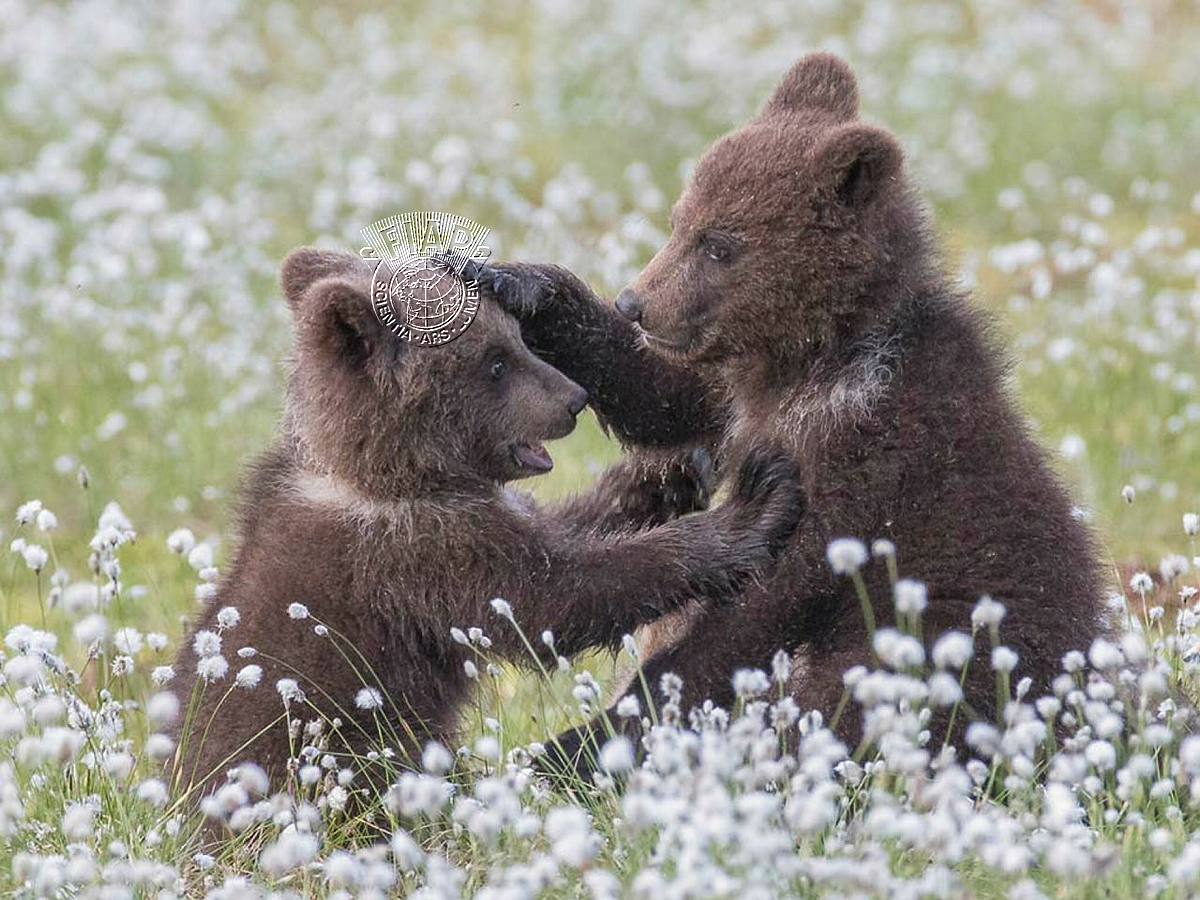 950_Robert_Humphreys_Playtime.jpg