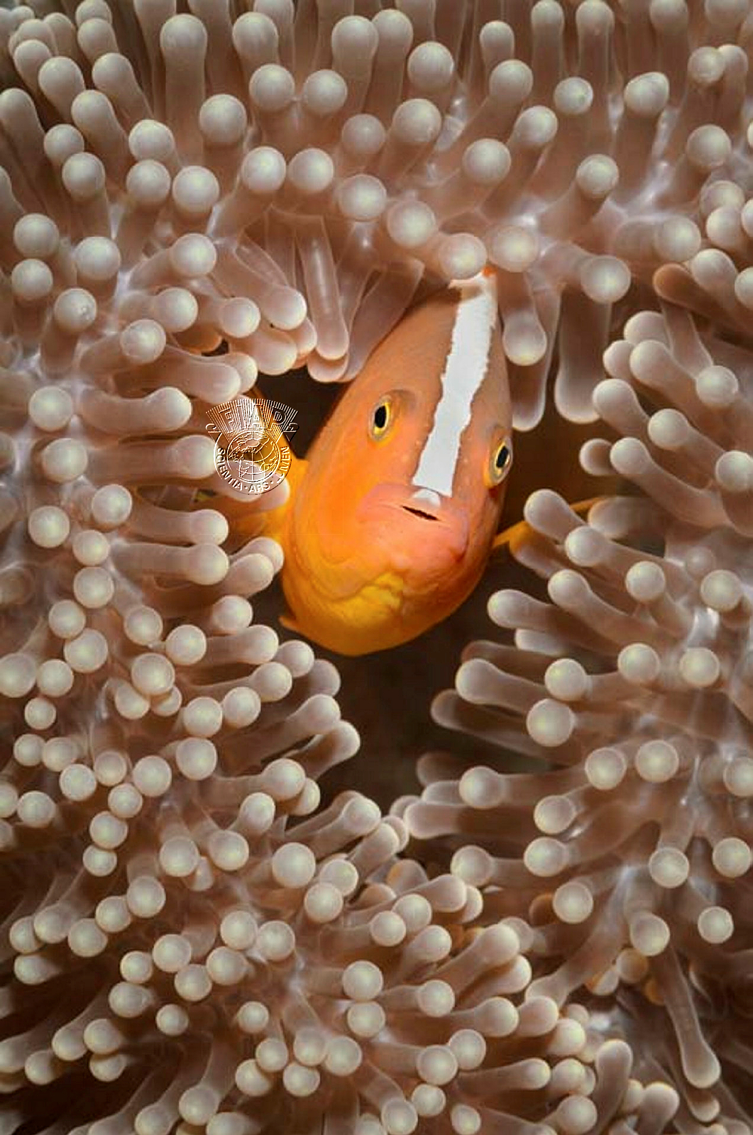 950_Rosemary_Gillies_Anemone Fish, Philippines.jpg