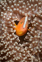 950_Rosemary_Gillies_Anemone Fish, Philippines.jpg